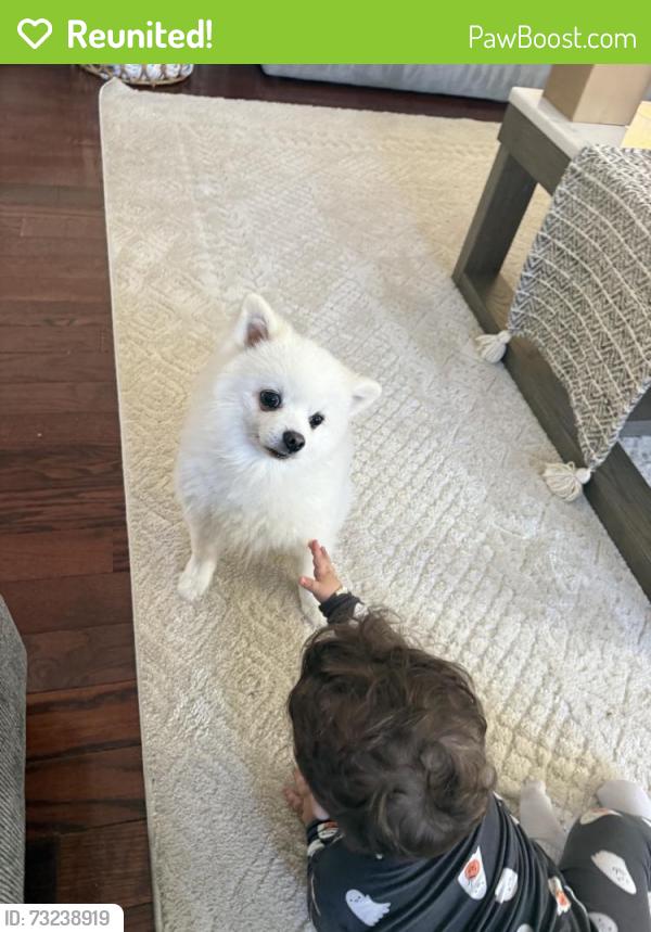 Reunited Male Dog last seen Near Iron Ridge Ct, Herndon, VA 20170, USA, Herndon, VA 20170