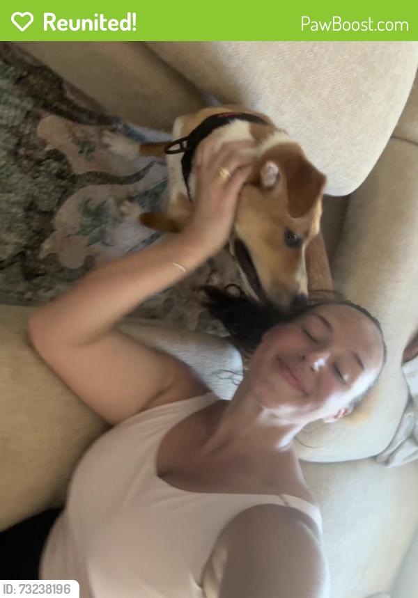 Reunited Male Dog last seen Hibiscus and La Plaza in the South Pasadena Neighborhood, St. Petersburg, FL 33707