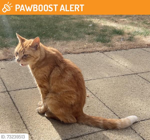 Found/Stray Female Cat last seen Howarth Park, Milford Hill, Salisbury, Wiltshire, England SP1 2QW