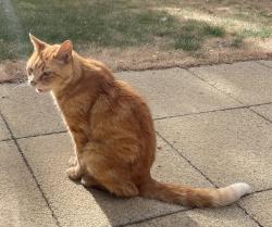 Found/Stray Female Cat last seen Howarth Park, Milford Hill, Salisbury, Wiltshire, England SP1 2QW