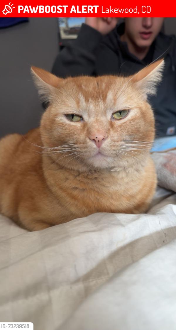 Lost Male Cat last seen Bear creek Highschool, Lakewood, CO 80227