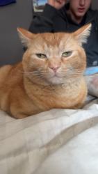 Lost Male Cat last seen Bear creek Highschool, Lakewood, CO 80227