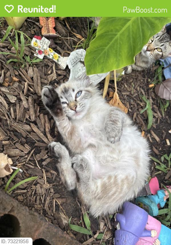 Reunited Female Cat last seen Near E Briar Cir, Crowley, TX 76036, USA, Crowley, TX 76036