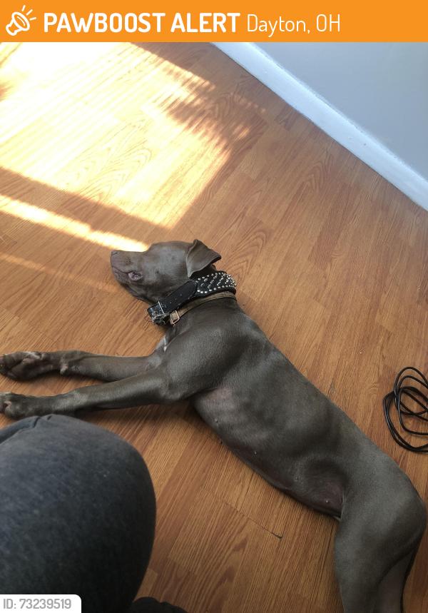 Found/Stray Male Dog last seen Rosa parks school, Dayton, OH 45406