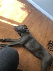 Found/Stray Male Dog last seen Rosa parks school, Dayton, OH 45406