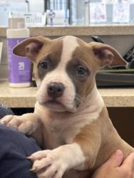 Shelter Stray Female Dog last seen , 957 N Gaffey St, San Pedro, CA 90731, USA
