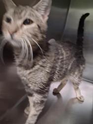 Shelter Stray Male Cat last seen Near BLOCK CHISM TRL, ONYX CA 93255, 3951 Fruitvale Ave, Bakersfield, CA 93308, USA