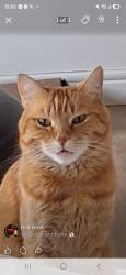 Reunited Male Cat last seen Evergeen lane & evergreen mews sw, Calgary, AB T2Y 3T8