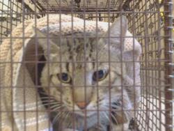 Shelter Stray Male Cat last seen LINDA RIO DR/PEPPER OAKS DR, 95827, 3839 Bradshaw Rd, Sacramento, CA 95827, USA