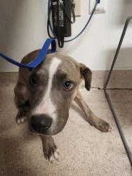 Shelter Stray Male Dog last seen Near BLOCK CASTAIC AVE, OILDALE CA 93308, 3951 Fruitvale Ave, Bakersfield, CA 93308, USA