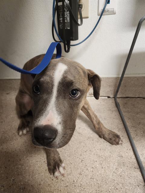 Shelter Stray Male Dog last seen Near BLOCK CASTAIC AVE, OILDALE CA 93308, 3951 Fruitvale Ave, Bakersfield, CA 93308, USA