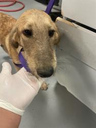 Shelter Stray Male Dog last seen HOMELAND AND 74, HOMELAND, 581 S Grand Ave, San Jacinto, CA 92582, USA