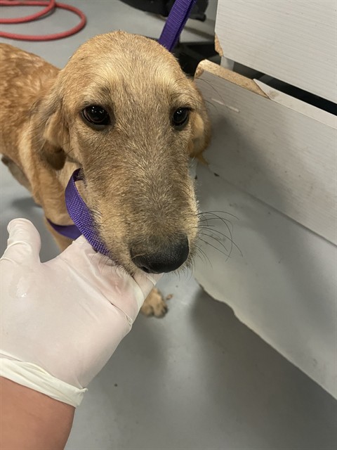 Shelter Stray Male Dog last seen HOMELAND AND 74, HOMELAND, 581 S Grand Ave, San Jacinto, CA 92582, USA
