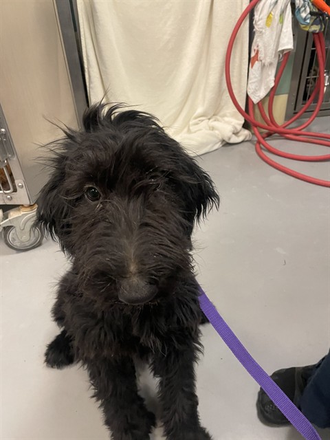 Shelter Stray Female Dog last seen HOMELAND AND 74, HOMELAND, 581 S Grand Ave, San Jacinto, CA 92582, USA
