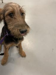 Shelter Stray Female Dog last seen HOMELAND AND 74, HOMELAND, 581 S Grand Ave, San Jacinto, CA 92582, USA