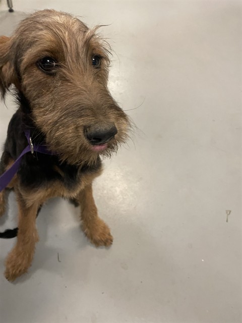 Shelter Stray Female Dog last seen HOMELAND AND 74, HOMELAND, 581 S Grand Ave, San Jacinto, CA 92582, USA