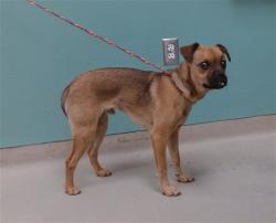 Shelter Stray Male Dog last seen Near ESTATES RD, RENO NV 89506, 2825 Longley Ln Suite A, Reno, NV 89502, USA