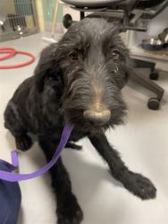 Shelter Stray Female Dog last seen HOMELAND AND 74, HOMELAND, 581 S Grand Ave, San Jacinto, CA 92582, USA