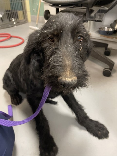 Shelter Stray Female Dog last seen HOMELAND AND 74, HOMELAND, 581 S Grand Ave, San Jacinto, CA 92582, USA