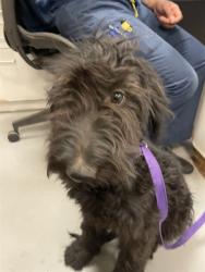 Shelter Stray Female Dog last seen HOMELAND AND 74, HOMELAND, 581 S Grand Ave, San Jacinto, CA 92582, USA
