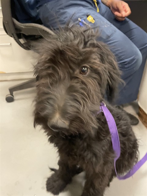 Shelter Stray Female Dog last seen HOMELAND AND 74, HOMELAND, 581 S Grand Ave, San Jacinto, CA 92582, USA