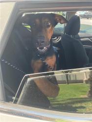Shelter Stray Male Dog last seen Near BLK FASHION AVE, LONG BEACH, CA 90810, 7700 E Spring St, Long Beach, CA 90815, USA