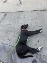 Found/Stray Female Dog last seen wilshire and wilton, Los Angeles, CA 90010