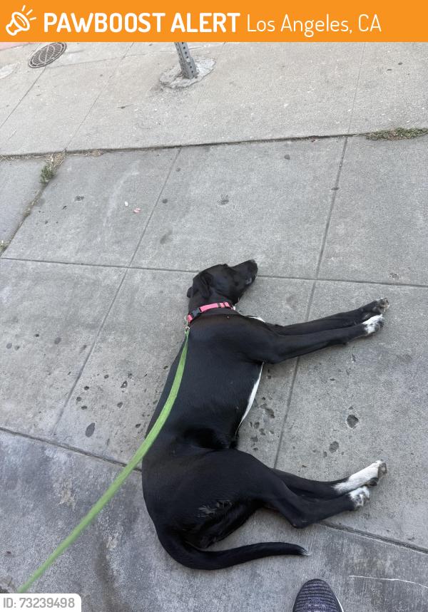 Found/Stray Female Dog last seen wilshire and wilton, Los Angeles, CA 90010