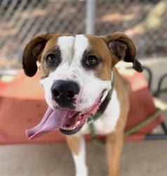 Shelter Stray Female Dog last seen CHARLOTTE, 8315 Byrum Dr, Charlotte, NC 28217, USA