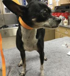 Shelter Stray Female Dog last seen Near BLOCK PANORAMA RD, RIVERSIDE CA 92506, 6851 Van Buren Boulevard, Jurupa Valley, CA 92509, USA