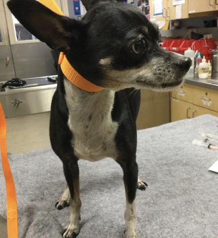 Shelter Stray Female Dog last seen Near BLOCK PANORAMA RD, RIVERSIDE CA 92506, 6851 Van Buren Boulevard, Jurupa Valley, CA 92509, USA