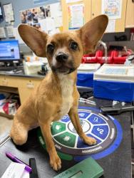 Shelter Stray Female Dog last seen 5TH ST/ MARKET ST, RIVERSIDE CA, 6851 Van Buren Boulevard, Jurupa Valley, CA 92509, USA
