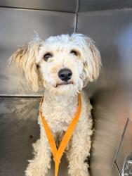 Shelter Stray Male Dog last seen Near BLOCK DEXTER DR, DOWNTOWN RIVERSIDE, CA, 6851 Van Buren Boulevard, Jurupa Valley, CA 92509, USA