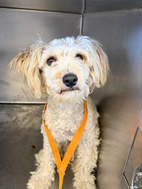 Shelter Stray Male Dog last seen Near BLOCK DEXTER DR, DOWNTOWN RIVERSIDE, CA, 6851 Van Buren Boulevard, Jurupa Valley, CA 92509, USA