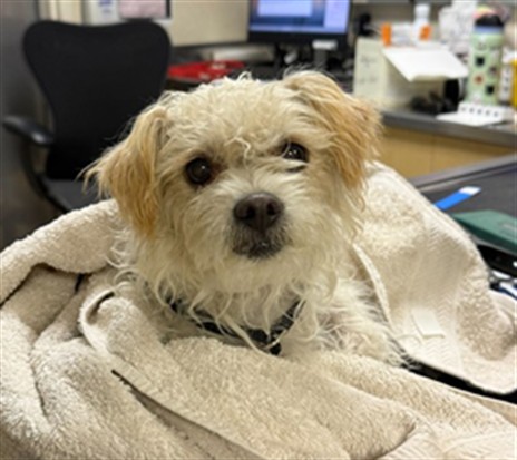 Shelter Stray Female Dog last seen Near BLOCK DEXTER DR, DOWNTOWN RIVERSIDE, CA, 6851 Van Buren Boulevard, Jurupa Valley, CA 92509, USA