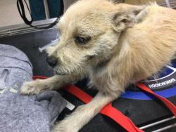 Shelter Stray Male Dog last seen Near BLOCK FELSPAR ST, JURUPA VALLEY, CA, 6851 Van Buren Boulevard, Jurupa Valley, CA 92509, USA