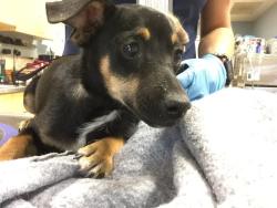 Shelter Stray Male Dog last seen Near BLOCK FELSPAR ST, JURUPA VALLEY, CA, 6851 Van Buren Boulevard, Jurupa Valley, CA 92509, USA