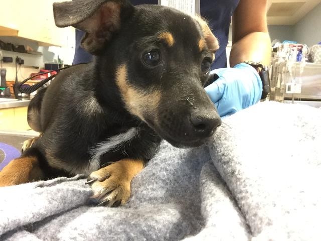 Shelter Stray Male Dog last seen Near BLOCK FELSPAR ST, JURUPA VALLEY, CA, 6851 Van Buren Boulevard, Jurupa Valley, CA 92509, USA