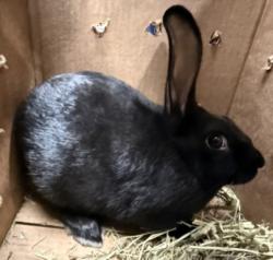 Shelter Stray Female Other last seen , West Valley Animal Shelter, 20655 Plummer St, Chatsworth, CA 91311, USA