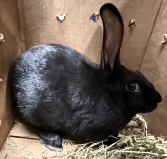 Shelter Stray Female Other last seen , West Valley Animal Shelter, 20655 Plummer St, Chatsworth, CA 91311, USA