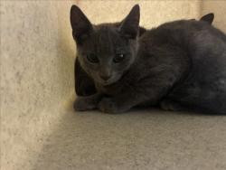 Shelter Stray Male Cat last seen E FRANKLIN ST, 1601 Eubanks Rd, Chapel Hill, NC 27516, USA