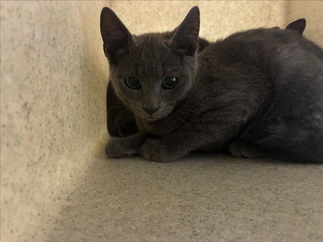Shelter Stray Male Cat last seen E FRANKLIN ST, 1601 Eubanks Rd, Chapel Hill, NC 27516, USA
