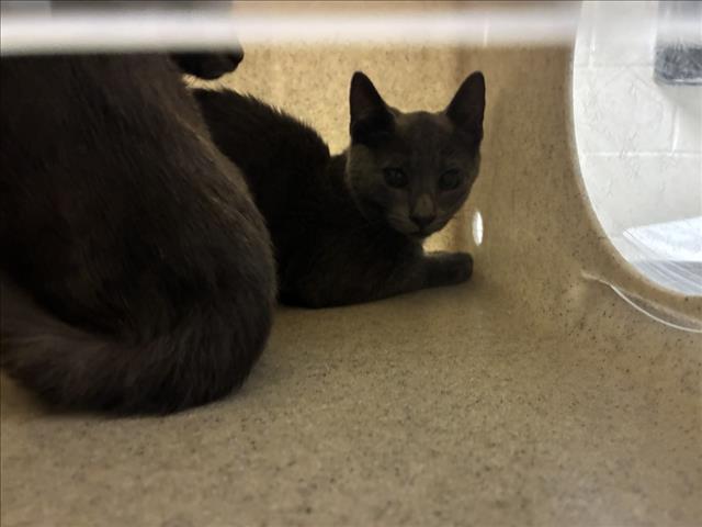 Shelter Stray Male Cat last seen E FRANKLIN ST, 1601 Eubanks Rd, Chapel Hill, NC 27516, USA