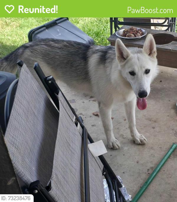 Reunited Female Dog last seen Binz Engelman & Foster Rd, Northeast Side, TX 78109