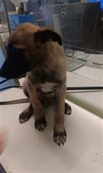 Shelter Stray Male Dog last seen , 1850 W 60th St, Los Angeles, CA 90047, USA