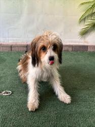 Shelter Stray Female Dog last seen , 4275 Elton St, Baldwin Park, CA 91706, USA
