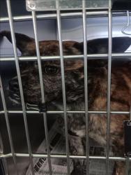 Shelter Stray Male Dog last seen , 1850 W 60th St, Los Angeles, CA 90047, USA