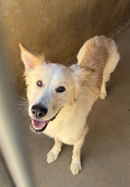 Shelter Stray Male Dog last seen E H ST WALMART, 130 Beyer Way, Chula Vista, CA 91911, USA