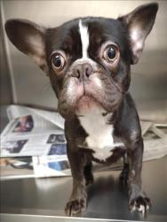 Shelter Stray Male Dog last seen , 3201 Lacy St, Los Angeles, CA 90031, USA
