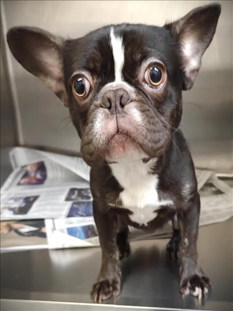 Shelter Stray Male Dog last seen , 3201 Lacy St, Los Angeles, CA 90031, USA